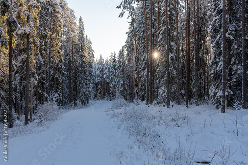 Fototapeta Naklejka Na Ścianę i Meble -  Small road in a snow covered pine and fir forest in Sweden