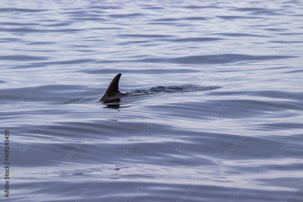 Fototapeta premium Common dolphin, Azores islands wildlife, whale watching.