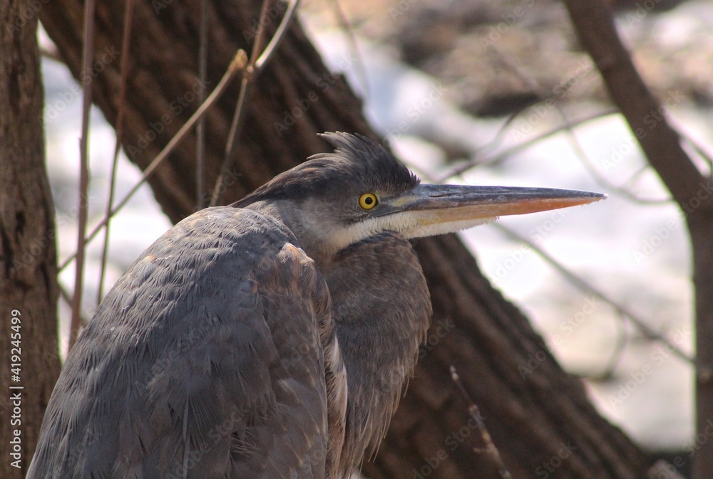 Fototapeta premium Blue heron in winter park 