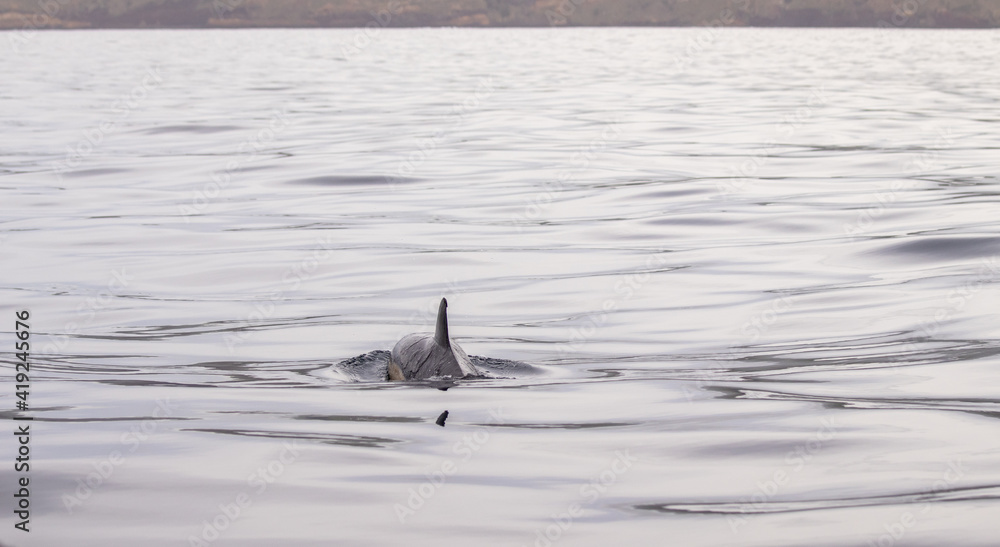 Naklejka premium Common dolphin, Azores islands wildlife, whale watching.