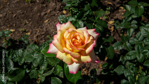 Close view of a hybrid peace tea rose