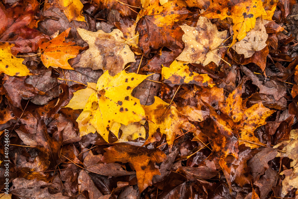 autumn leaves covered forest floor in Western Maryland autumn leaves covered forest floor in Western Maryland