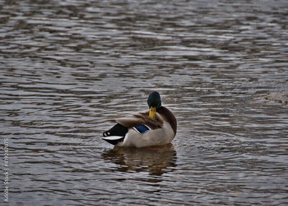 Obraz premium A mallard male in colorful plumage with a green head and a blue speck on the wing calmly swims in the open river water on a cloudy day in early spring and cleans its feathers.