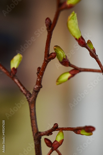 Wallpaper Mural Grüne Knospe blüht auf einem Ast und das erste Blatt erscheint. Makroaufnahme mit natürlichem Licht Torontodigital.ca