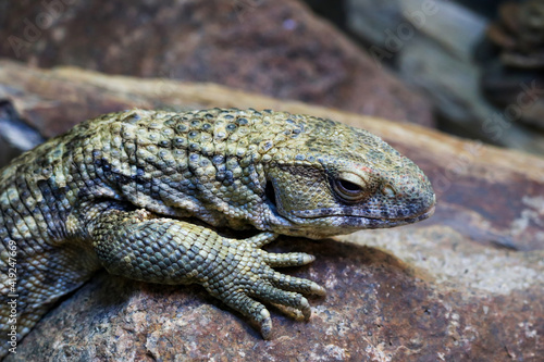 Cape monitor lizard (lat.Varanus exanthematicus) on a stone