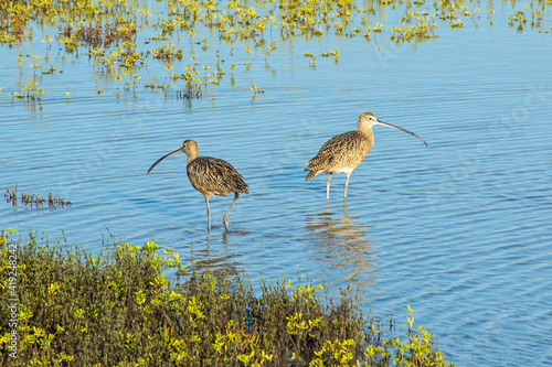 Long-Billed Curlews wading in the marsh