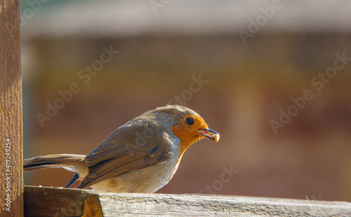 Fényképezés a robin redbreast on the wooden bird table with a seed in its beak