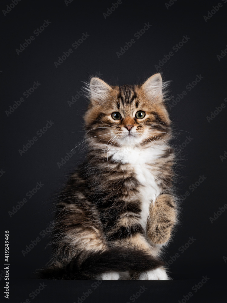 Gorgeous brown tabby Siberian cat kitten, sitting facing front with tail around body. Looking straigth to camera with mesmerising eyes. Isolated on black background.