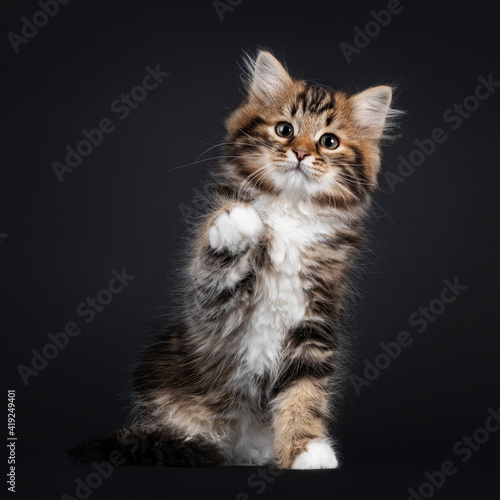 Fototapeta Naklejka Na Ścianę i Meble -  Gorgeous brown tabby Siberian cat kitten, sitting facing front with one paw playful up. Looking straigth to camera with mesmerising eyes. Isolated on black background.