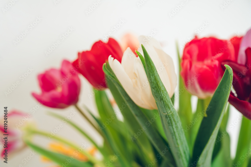 Bouquet of red, pink, purple and whte tulips in glass vase. White wall. Beautiful spring flowers. Close-up.