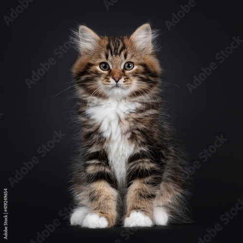 Gorgeous brown tabby Siberian cat kitten, sitting facing front. Looking straigth to camera with mesmerising eyes. Isolated on black background.