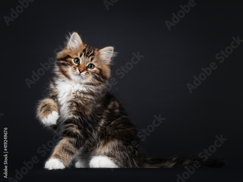 Fototapeta Naklejka Na Ścianę i Meble -  Gorgeous brown tabby Siberian cat kitten, sitting side ways  with one paw playful up. Looking straigth to camera with mesmerising eyes. Isolated on black background.