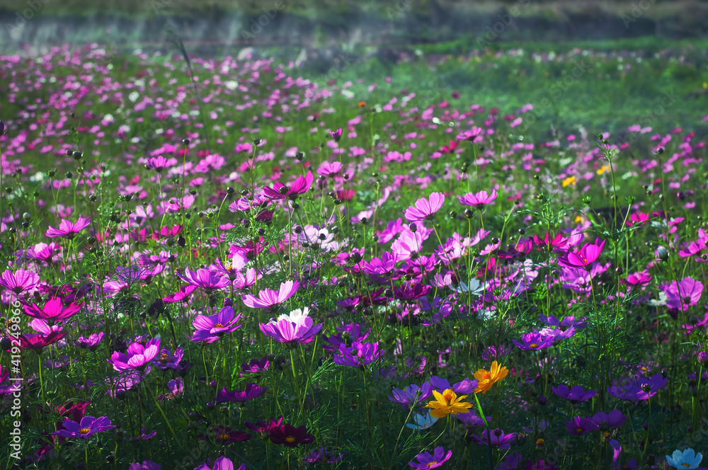 Fresh colorful cosmos flowers in the field Fresh colorful cosmos flowers in the field