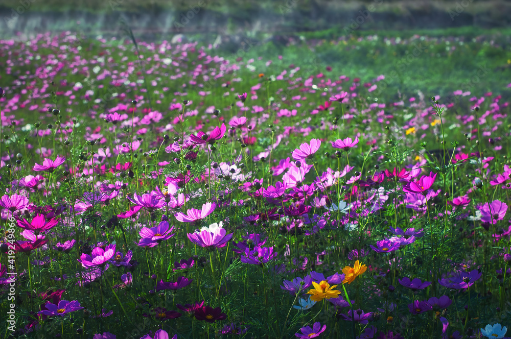 Fresh colorful cosmos flowers in the field