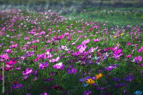 Fresh colorful cosmos flowers in the field
