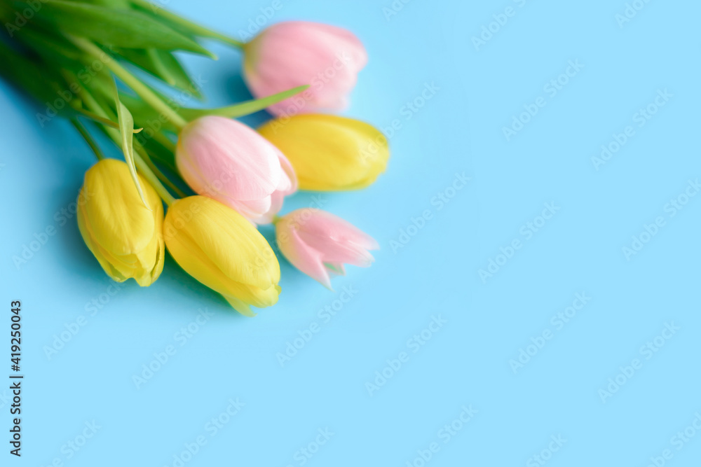 Yellow and pink easter tulips on a soft blue background. Top view, spring easter bouquet