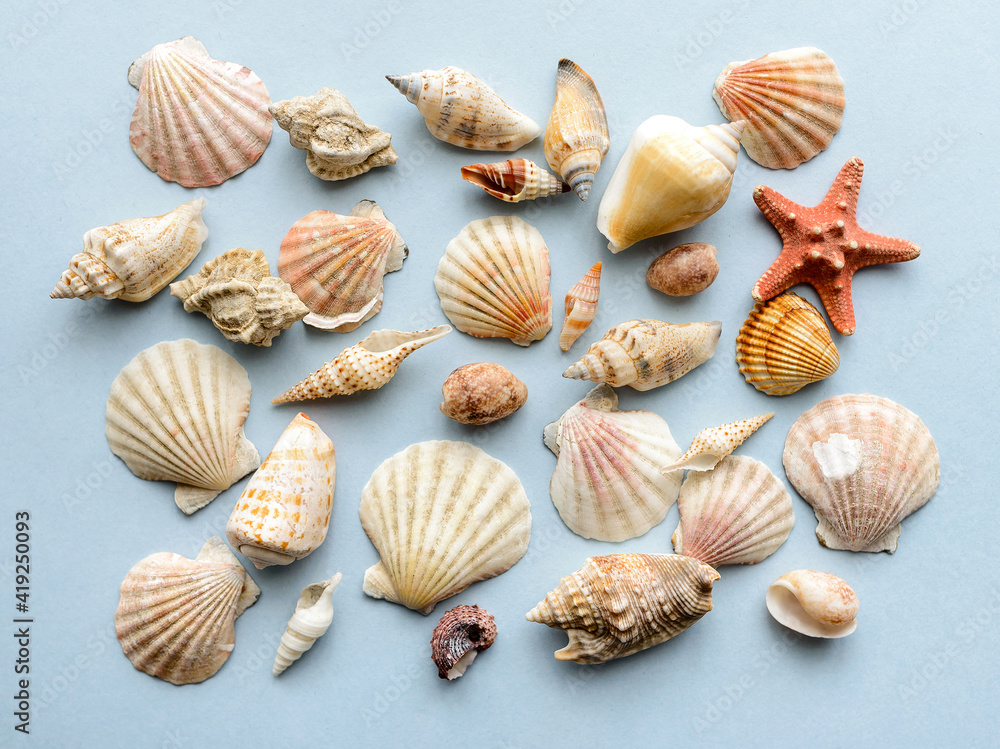 Summer concept with seashells and starfish on blue background. Top view, flat lay