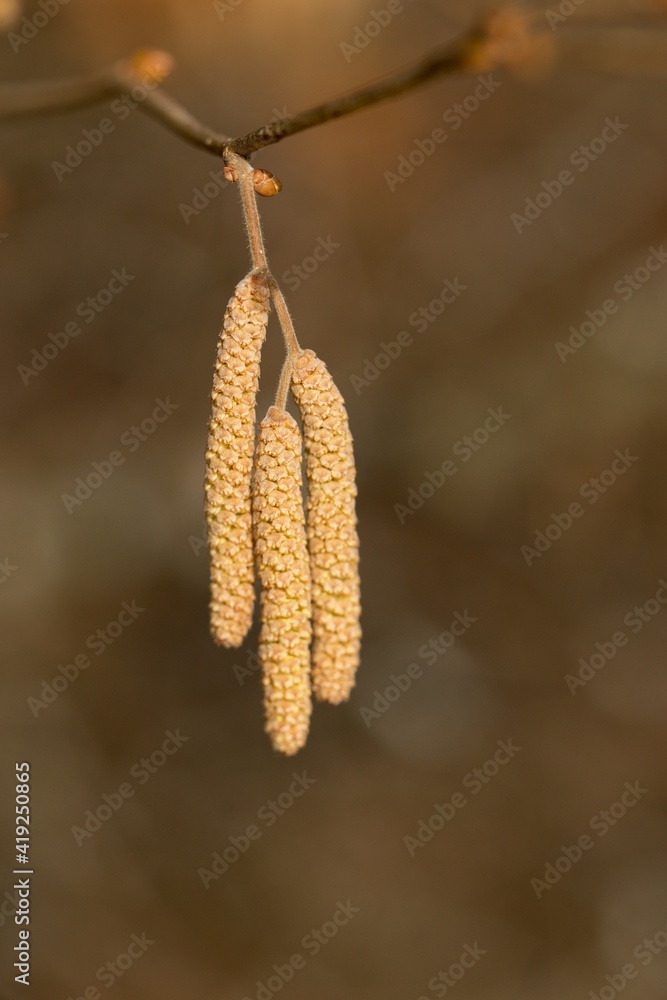 Catkin (or also amentum) is an inflorescence in which non-stem sessile flowers are clustered on a filamentous spindle. Catkin (or also amentum) is an inflorescence in which non-stem sessile flowers are clustered on a filamentous spindle.