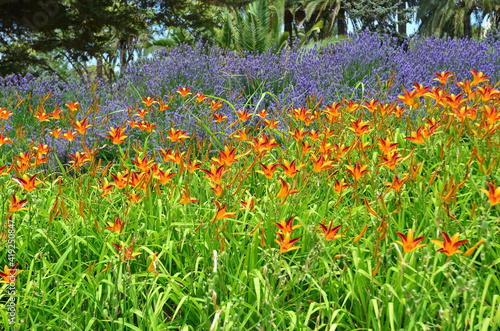 Field of Orange Planet Lily Flowers 