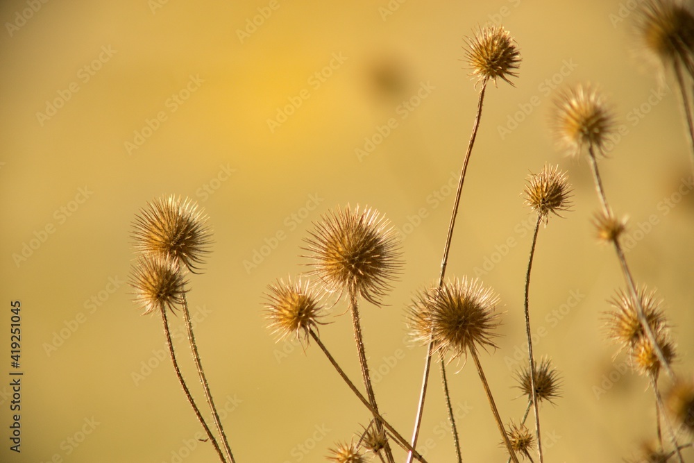 thistle in the field thistle in the field