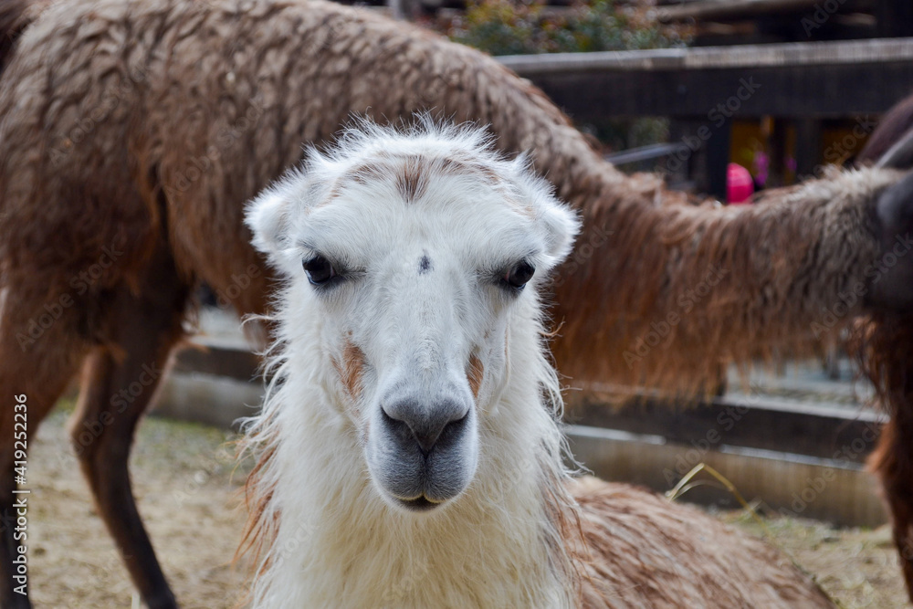 Obraz premium llamas en una reserva natural