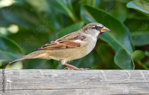 Sparrow standing on a wood