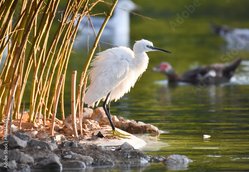 Little egret standing near a green pond © oralz