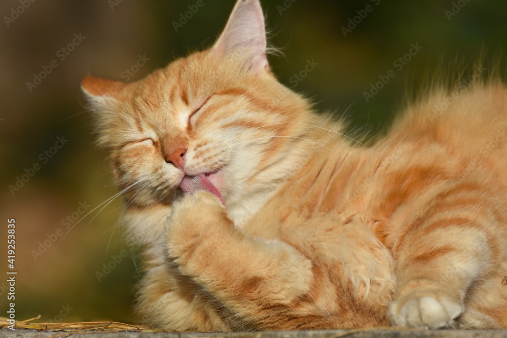 Yellow cat licking her foot Yellow cat licking her foot