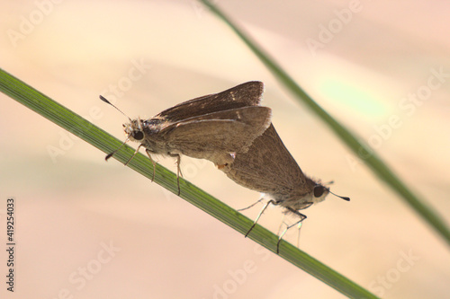 Wallpaper Mural mariposas o polillas copulando Torontodigital.ca