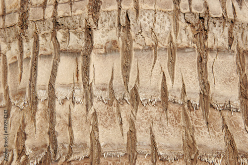 Bark Of A Coco Palm