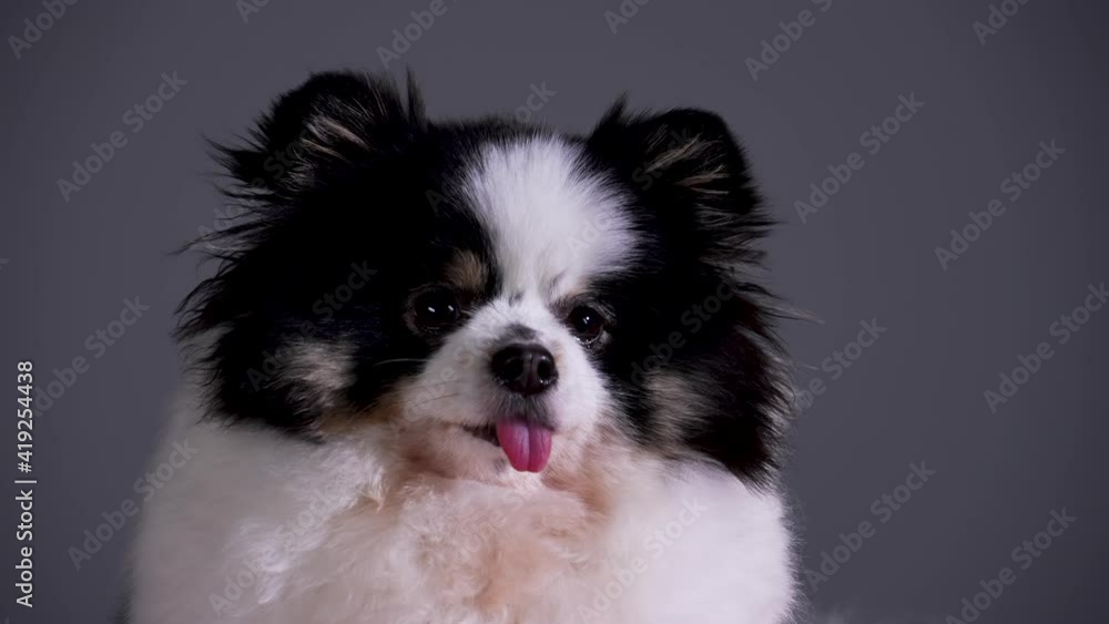 Portrait of a fluffy spitz with his tongue hanging out. Close up of the muzzle of a black and white pet on a gray background. Slow motion. Portrait of a fluffy spitz with his tongue hanging out. Close up of the muzzle of a black and white pet on a gray background. Slow motion.