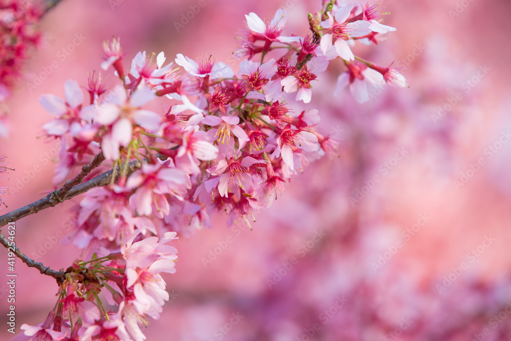 Close up blooming branch cherry blossom sakura .Beautiful nature scene orchard.Spring flowers Close up blooming branch cherry blossom sakura .Beautiful nature scene orchard.Spring flowers