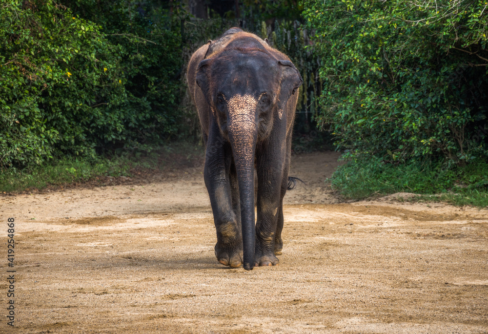 Asian Elephant Walking Alone on a Dirt Straight Towards Camera