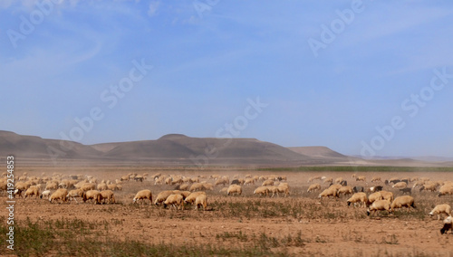 Flock Of Sheep In The Autonomous Region Of Western Sahara, Morocco