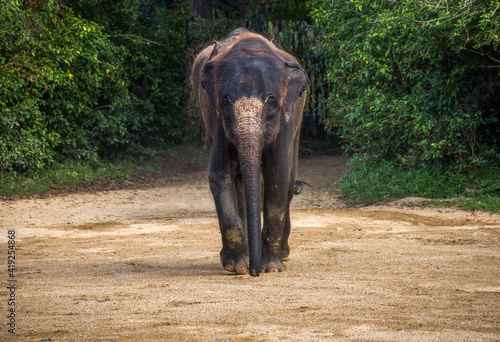 Obraz na płótnie Asian Elephant Walking Alone on a Dirt Straight Towards Camera w salonie