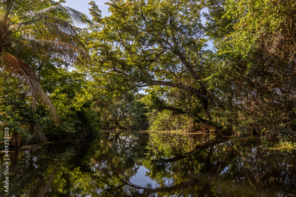Fototapeta premium Palms and Trees at the River La Catalina