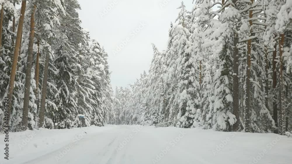 Landscape view of the winter forest with the thick white snow covered on the ground in Estonia Landscape view of the winter forest with the thick white snow covered on the ground in Estonia