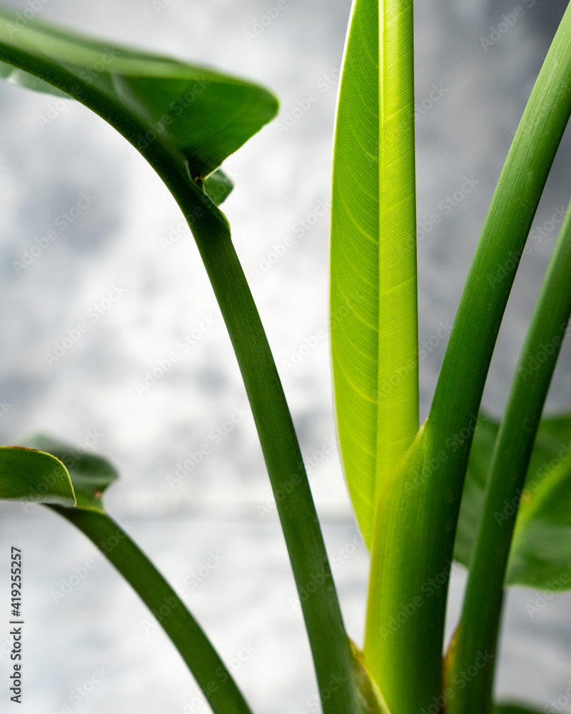 Fototapeta premium New unfurling leaf of strelitzia nicolai (bird paradise) isolated on grey background. 