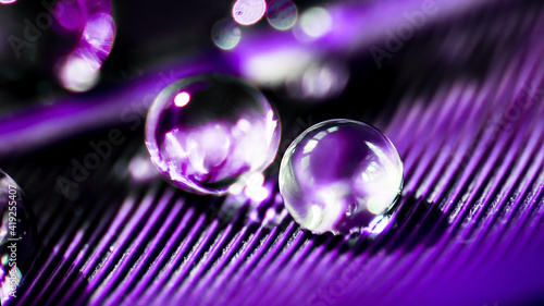 Beautiful large dew or rain drops on the poultry feather close-up. Beautiful ...