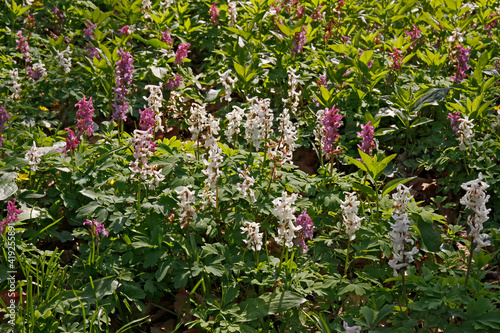  Corydalis  fumewort  flowers in April  Osnabruecker Land  Lower Saxony