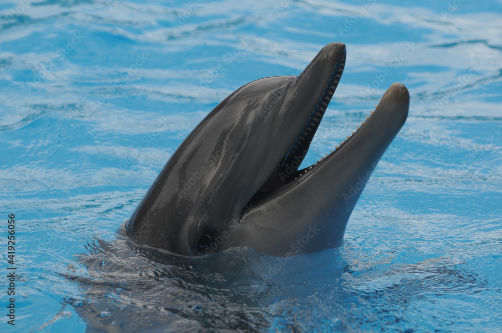 Fototapeta premium Dolphin