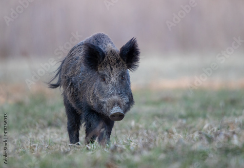 Wil boar walking in forest