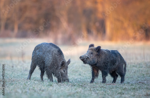 Obraz na plátně Wild boars standing on meadow