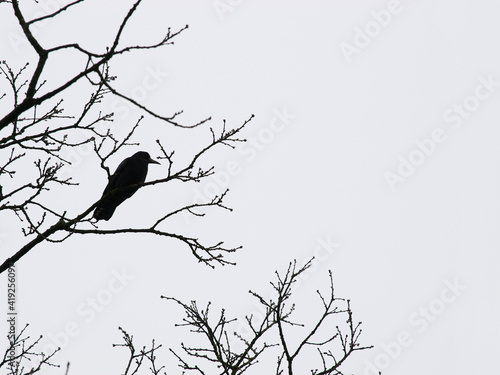 Silhouette Of A Crow