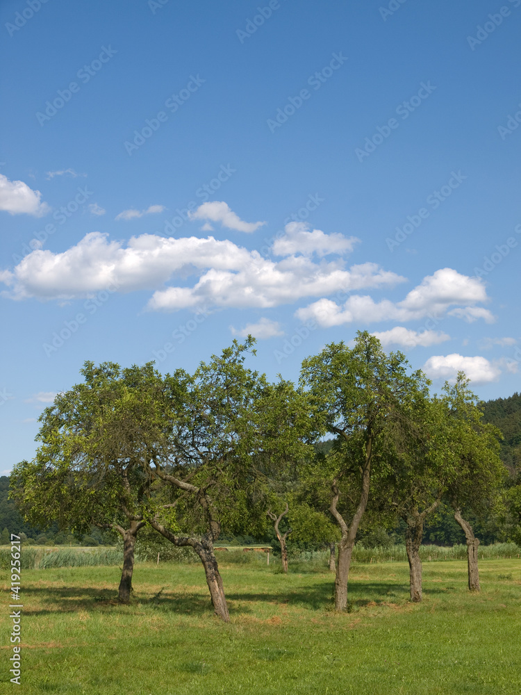 Meadow With Scattered Fruittrees Meadow With Scattered Fruittrees