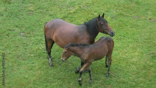 Horse foal and mother mare graze on pasture on background of green grass in rain. Wet brown colt drinks milk from equine at ranch. Slow motion. No people. Horse breeding farm in countryside. Top view
