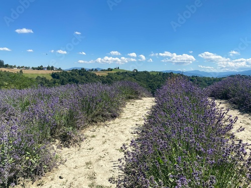 Lavender field in Paroldo, Piedmont - Italy