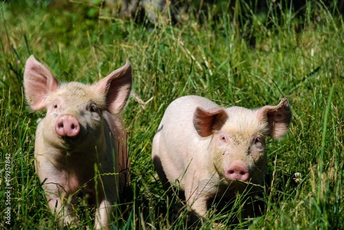 Some piglets run in a meadow © Cosca