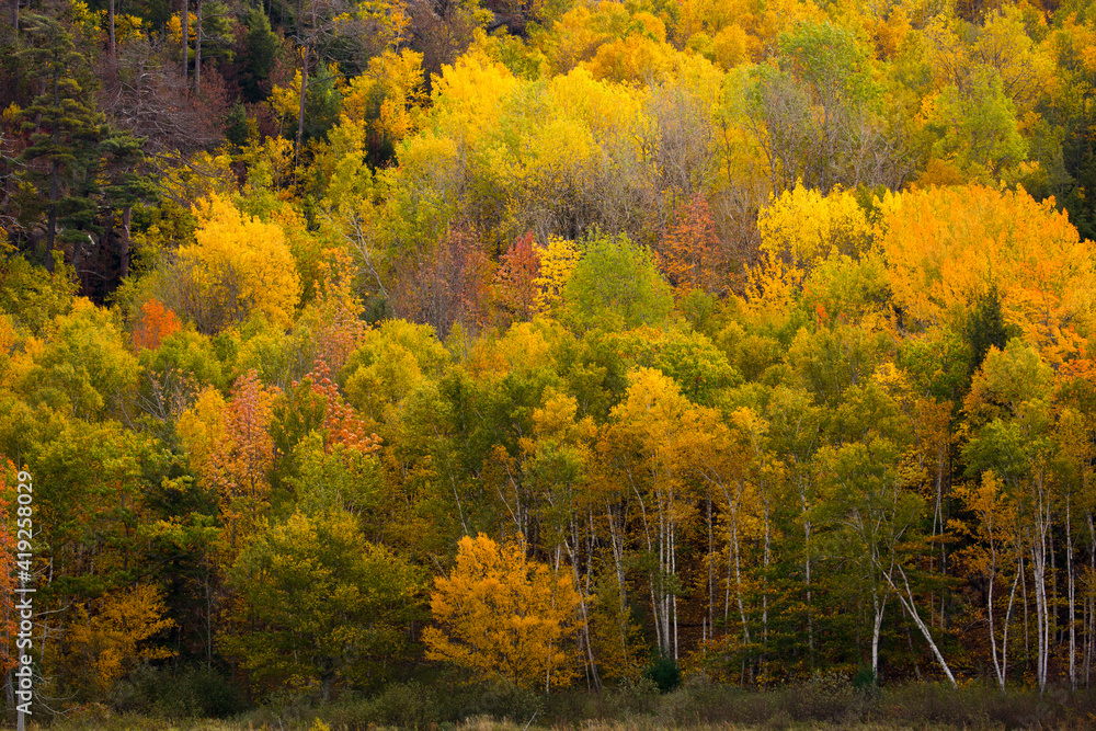 USA, Maine. Fall foliage in Acadia National Park. Stock Photo Adobe Stock