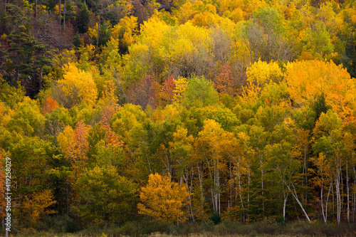 USA, Maine. Fall foliage in Acadia National Park.